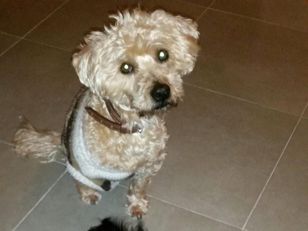 Lana y Leo, los perros por los que se pide la custodia compartida