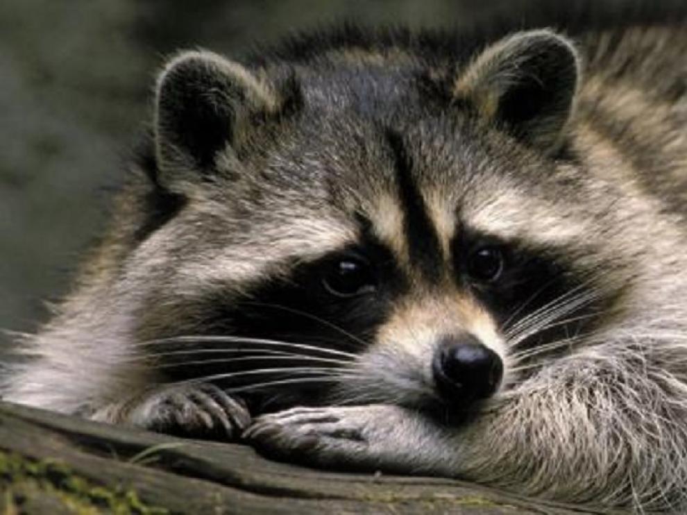 Imagen de archivo de un mapache.