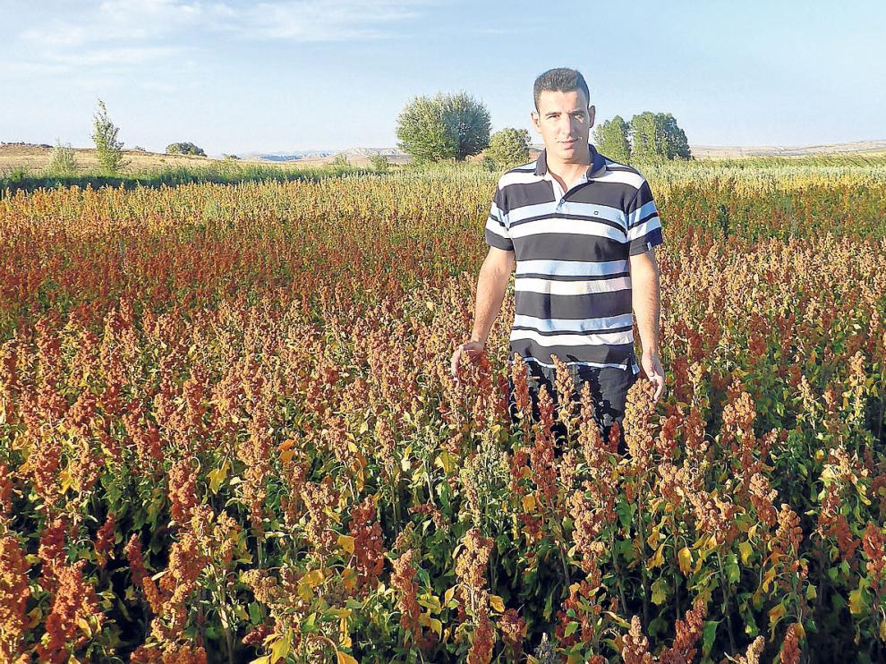Campo de quinoa, poco antes de cosechar.