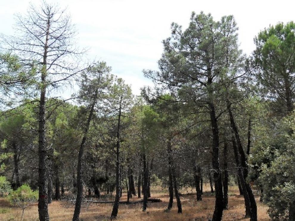 Bosque de pinos con problemas de salud