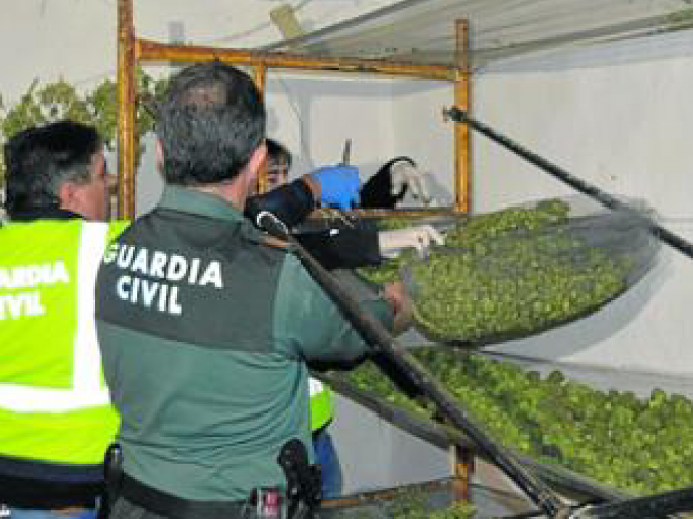 La Guardia Civil halló cogollos de marihuana en una de las masías.