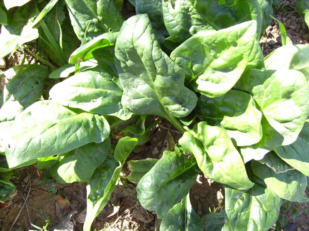 Espinacas.