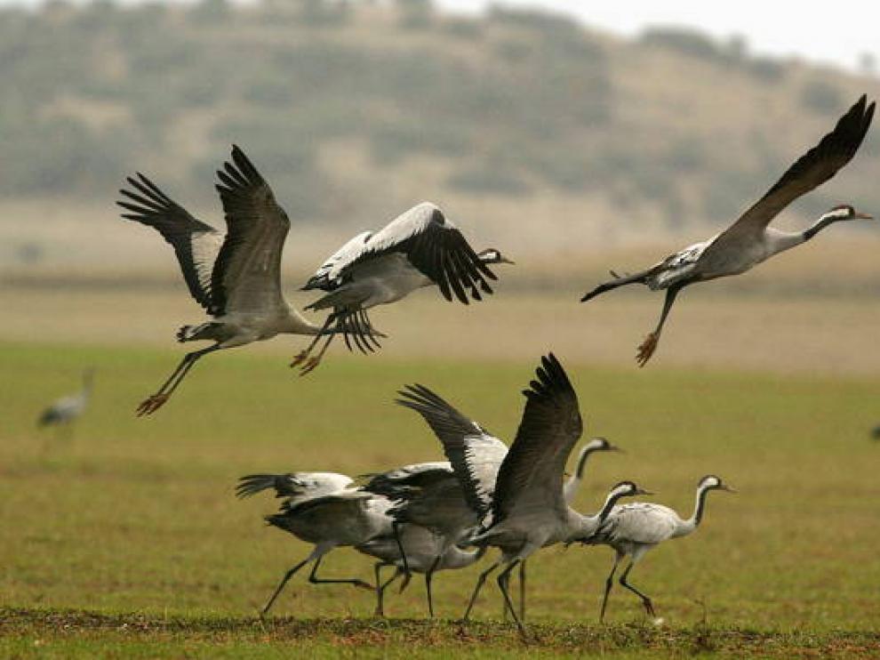 Grullas en la laguna de Gallocanta.