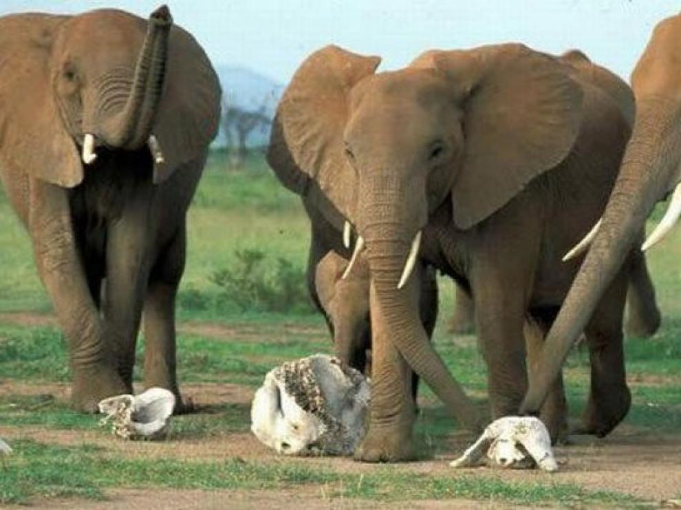 Los elefantes reconocen y reaccionan ante el cráneo y los colmillos de otro elefante.