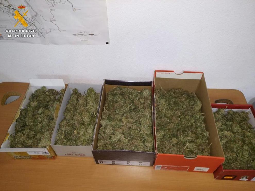 Cogollos de marihuana.