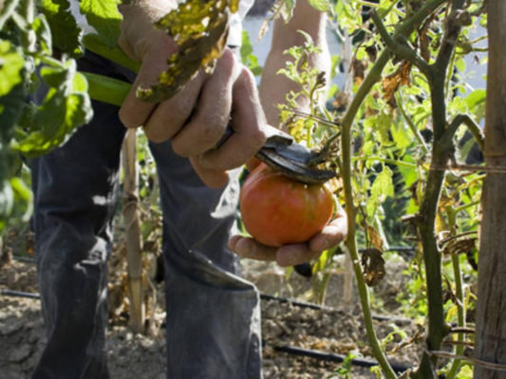 El sector ecológico es una posible salida laboral para jóvenes emprendedores.