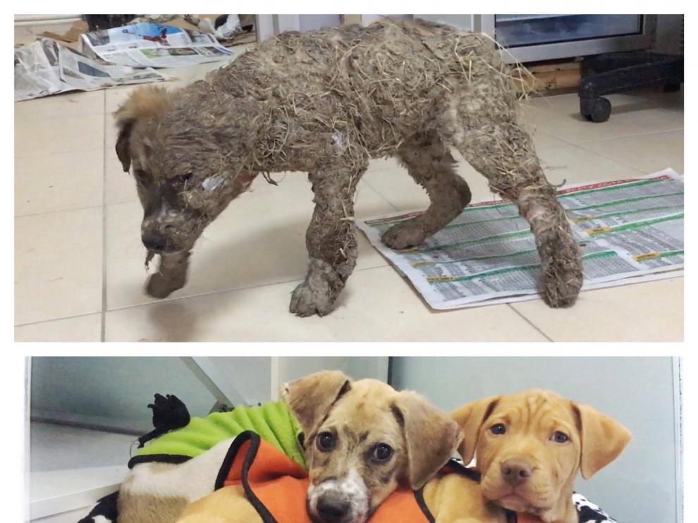 Pascal se ha recuperado de sus lesiones tras ser bañado en pegamento.