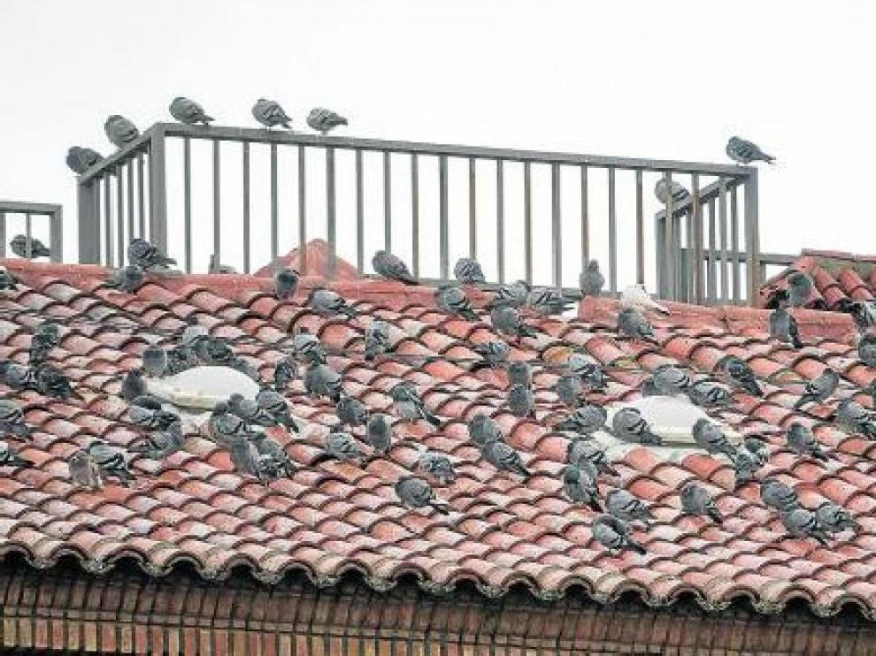 Numerosas palomas concentradas en el tejado del Palacio de Justicia.