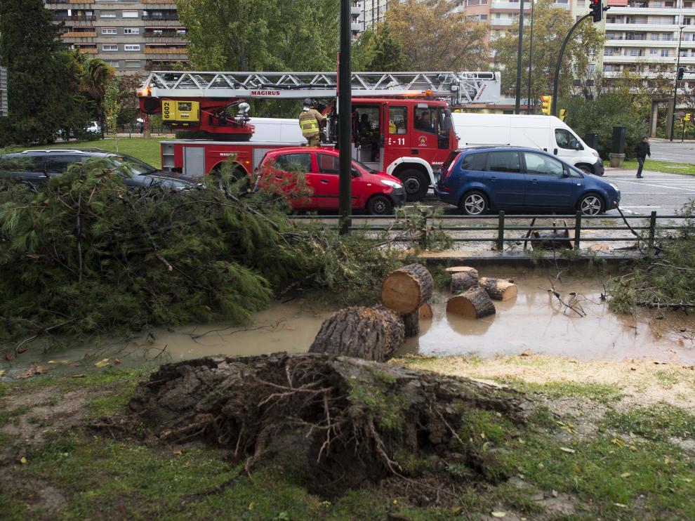 Árbol caído en Camino de las Torres por las lluvias