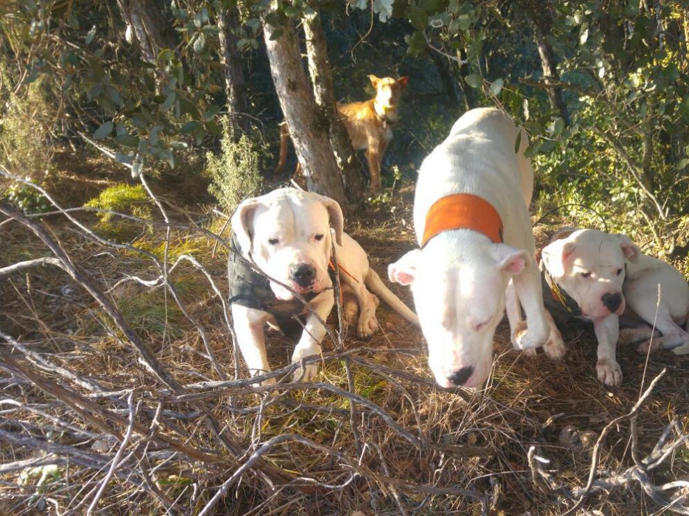 Estampa de caza con dogos argentinos.