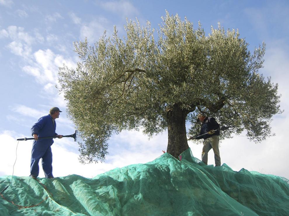 Dos agricultores del Somontano varean un olivo para que caiga el fruto.