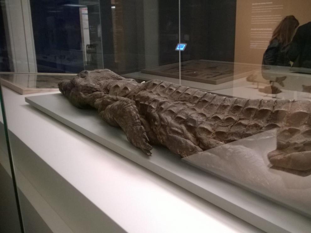 Una momia de cocodrilo egipcia
