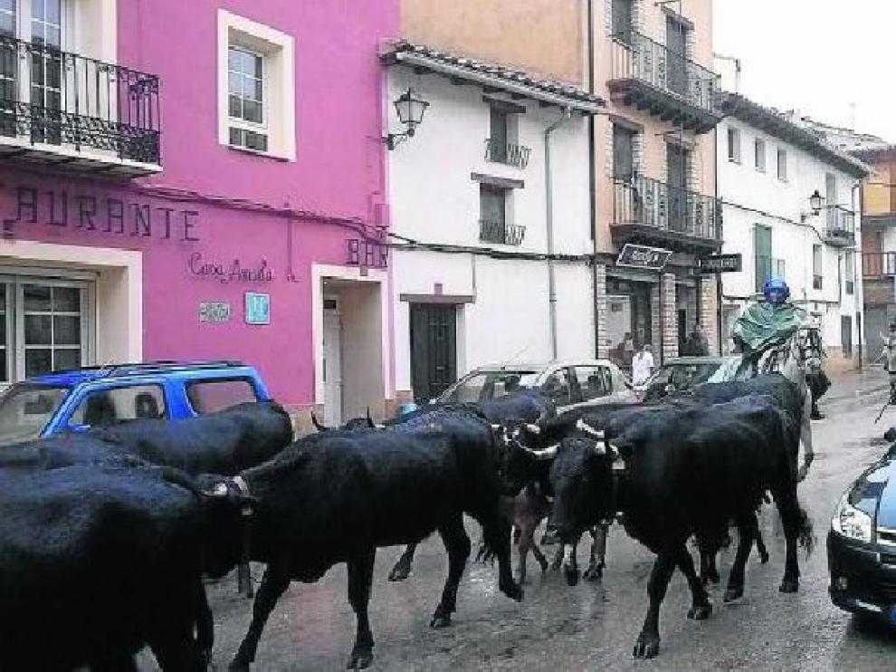 El ganado trashumante de Lionel Martorell, a su paso por La Iglesuela bajo la lluvia.