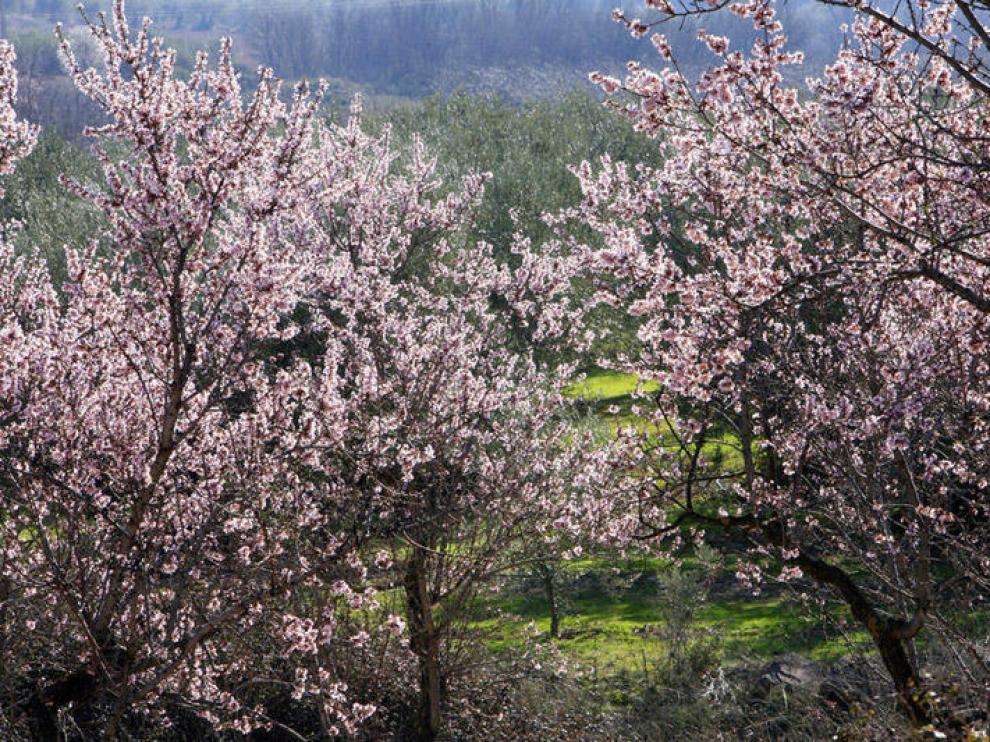 La flor del almendro ofrece paisajes muy característicos.