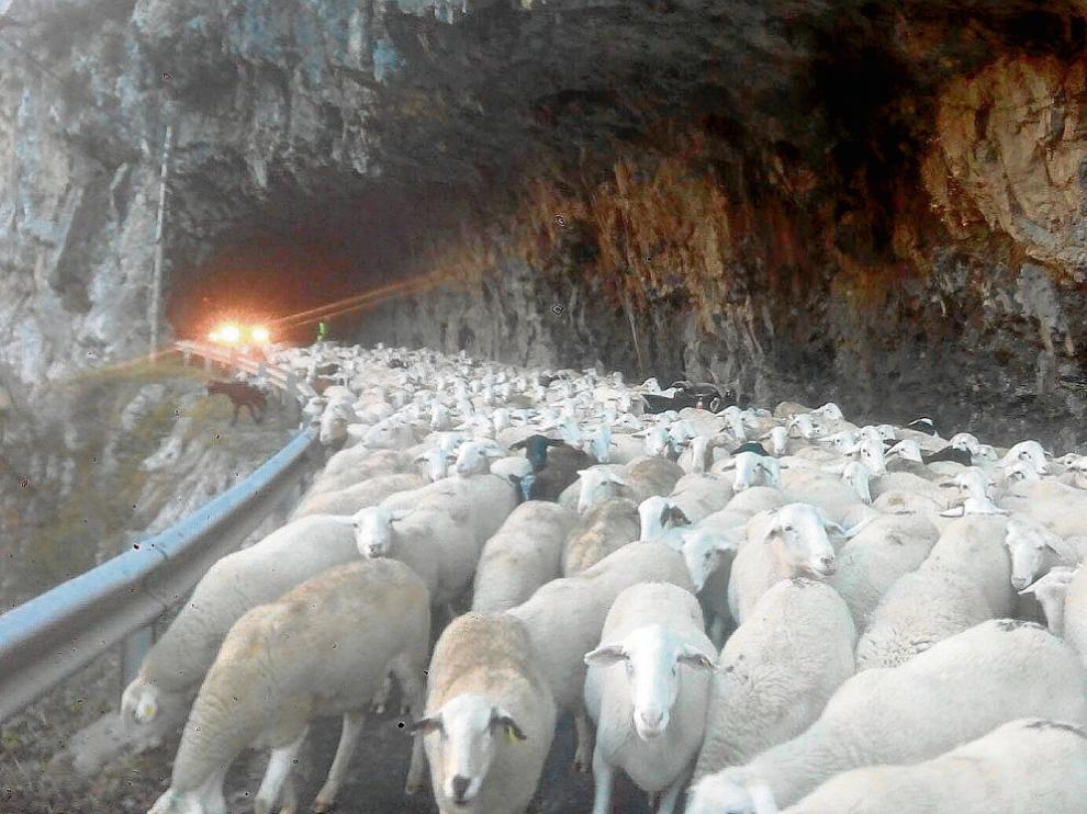 A pata porque el camión no llega. Un ganadero de Gistaín tuvo que bajar su rebaño de 500 ovejas por la carretera porque los transportistas de vehículos de gran tonelaje se niegan a atravesar los túneles de La Inclusa.
