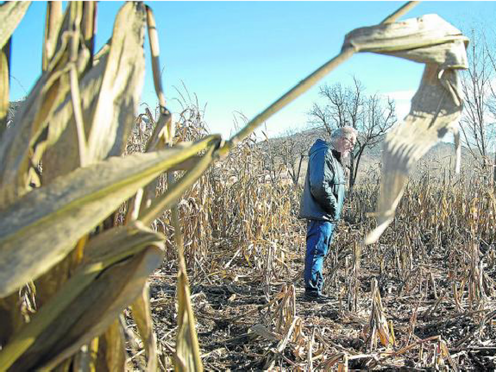 Jesús Marco, agricultor de San Martín del Río, muestra los daños provocados por los jabalís en la cuarta parte de su finca.