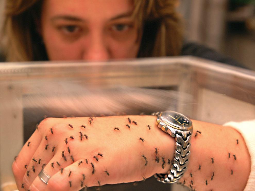 Una mano cubierta de mosquitos. ¿Logrará salir sin picotazos?