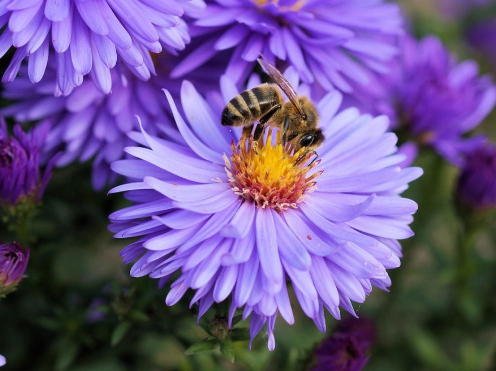 Abeja libando el néctar de una flor