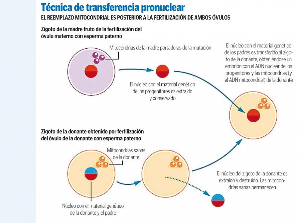 Técnica de transferencia pronuclear