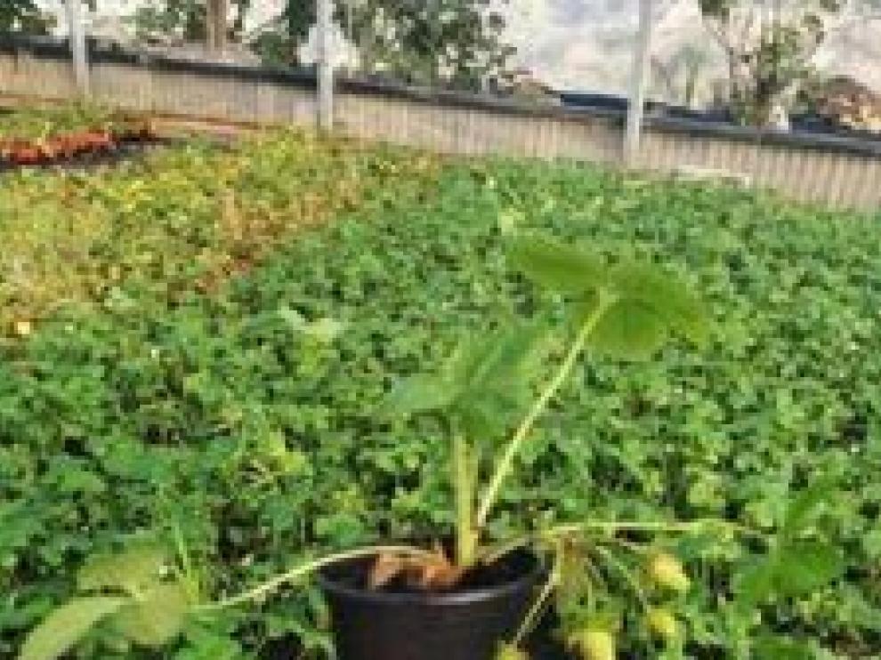 Plantas de fresas de Hortals, que serán repartidas para el proyecto "Vigilantes del cierzo".