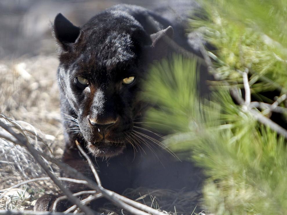 Esta pantera es uno de los felinos que se recupera en el centro de Alicante