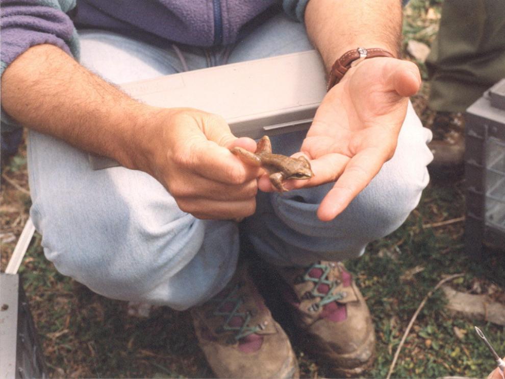 Ejemplar de rana pirenaica, especie descubierta en 1993.