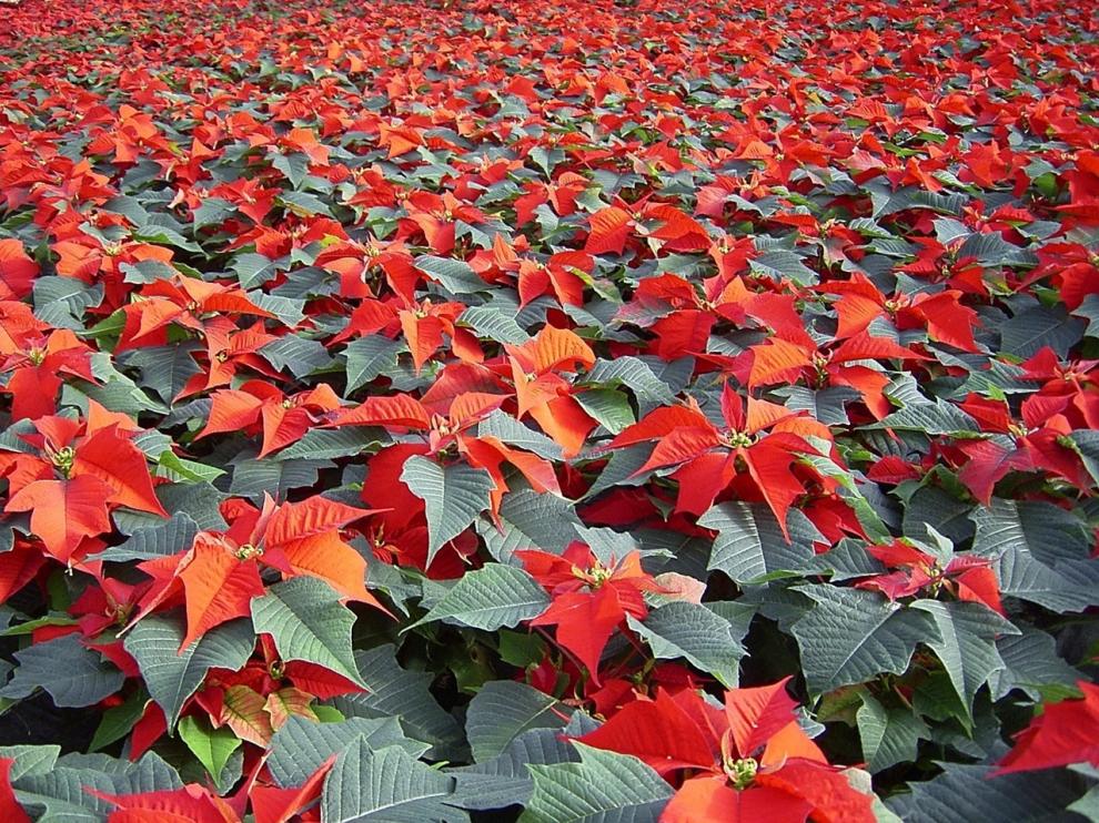 Una plantación de poinsettias, listas para la Navidad.