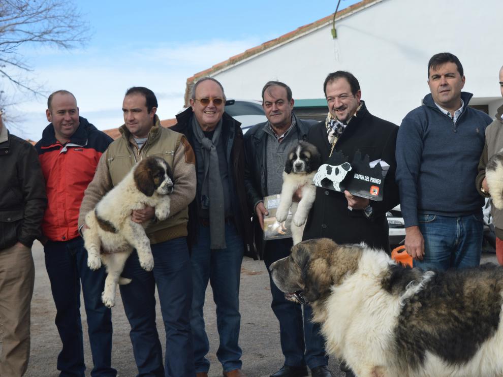 Cuatro ejemplares de mastín del Pirineo se han entregado este martes en Concud.