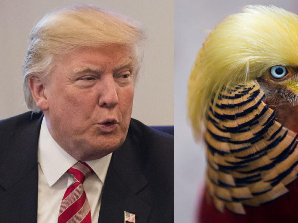 Trump encuentra a su doble, un faisán chino