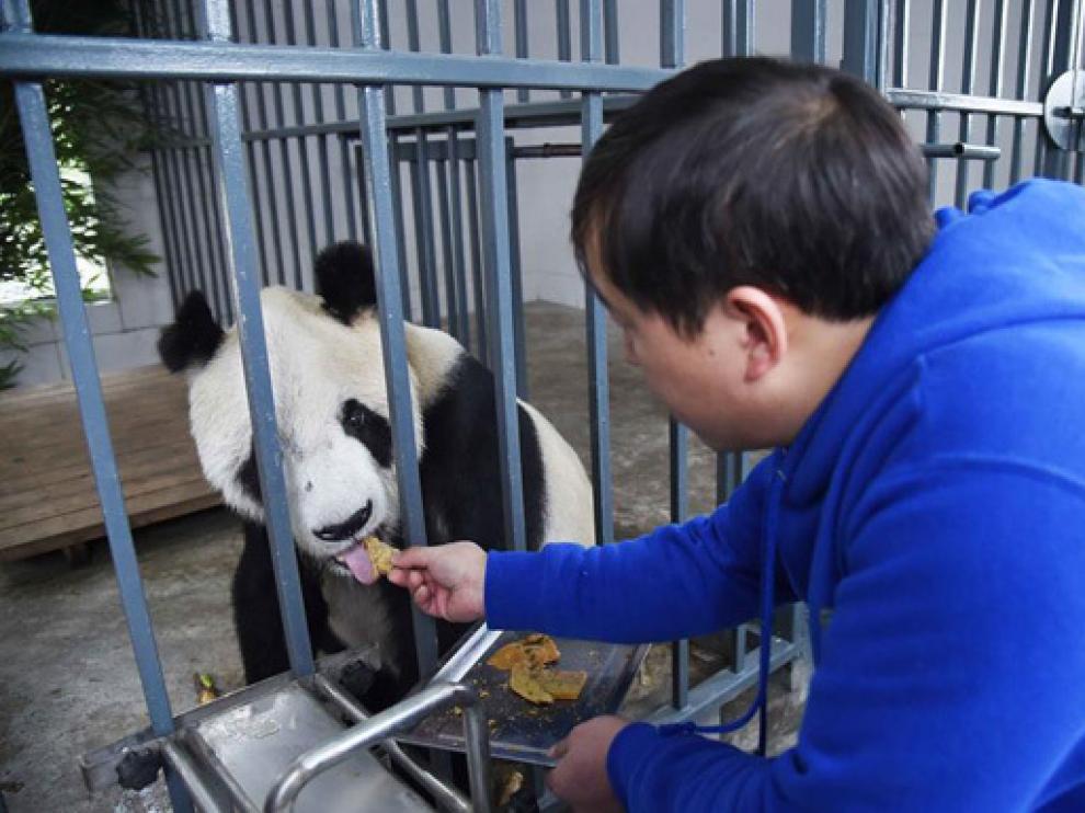 Un cuidador da de comer a Pan Pan.