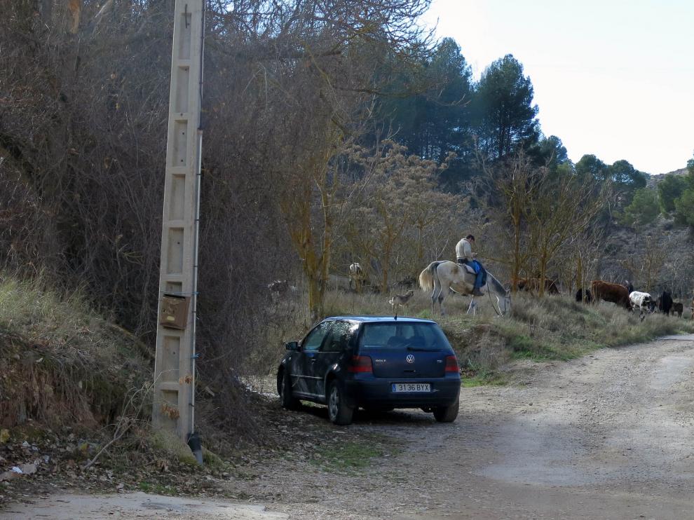 Las reses bravas, con un vigilante a caballo, pastan cerca de las últimas casas del barrio de Jorgito.