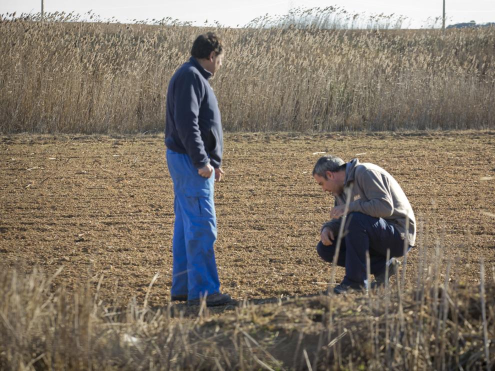 Fernando Bermadaus y José Antonio García observan los daños en un campo donde plantaron cereal, en Épila.