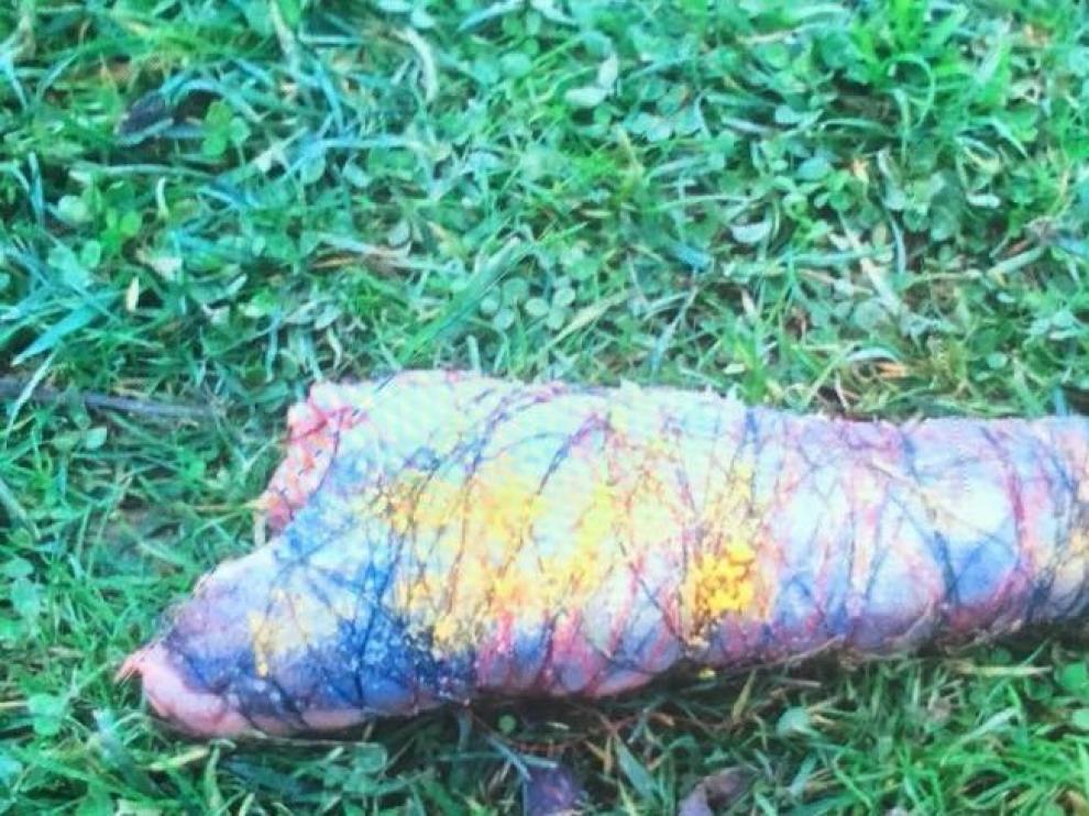 La lengua de vaca atada con cordel que apareció en una zona verde de Zaragoza.