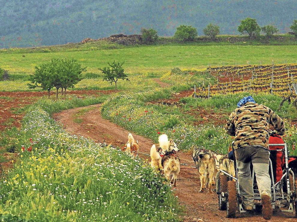 El mushing, un tipo de transporte tirado por perros, ha cambiado los esquís por ruedas para pasear entre los viñedos.