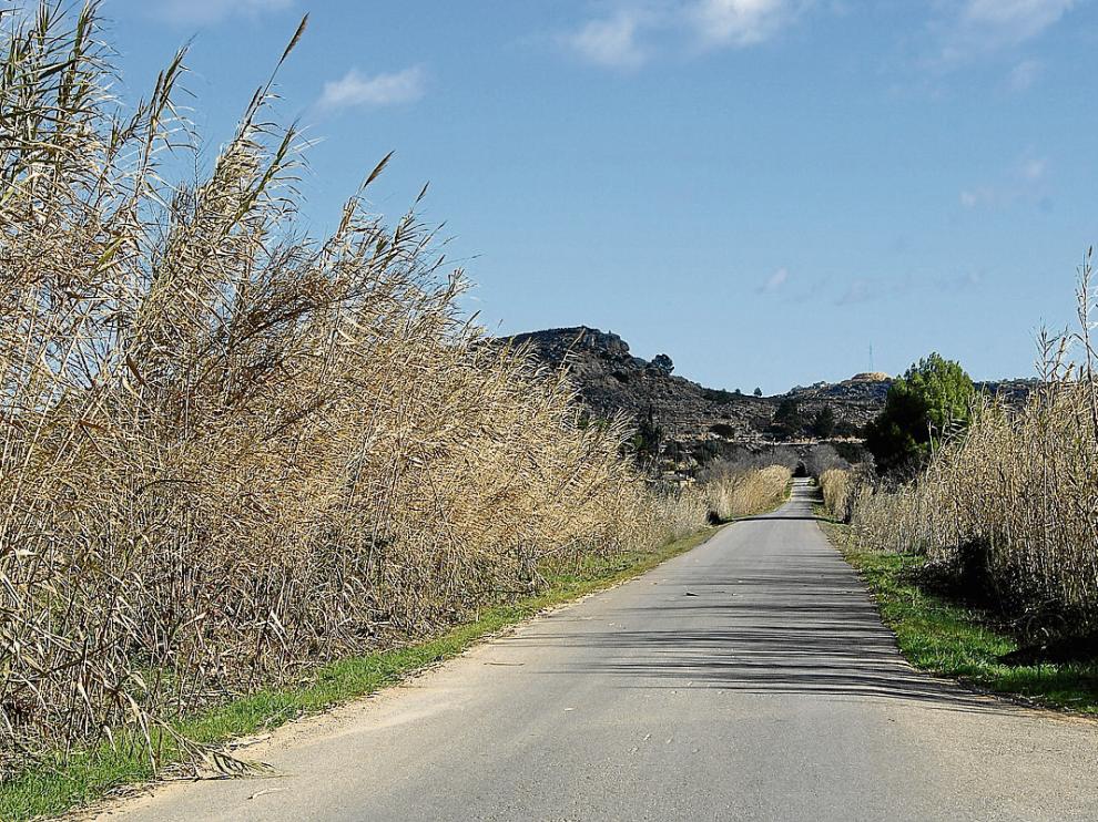 El Bajo Aragón y el Matarraña estudian aprovechar las cañas para hacer biomasa.
