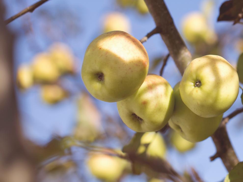 Una manzana al día tiene numerosos beneficios para la salud.