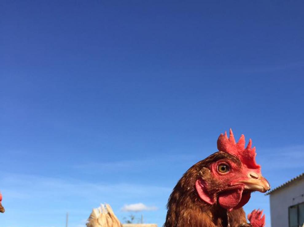 Gallinas camperas de una pequeña explotación de Gurrea de Gállego (Huesca).