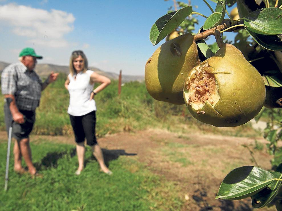 Imagen de una plantación en Huesca afectada por el pedrisco.