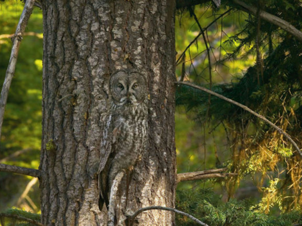 El camuflaje es un arma natural usada por cientos de especies animales para pasar desapercibidas.