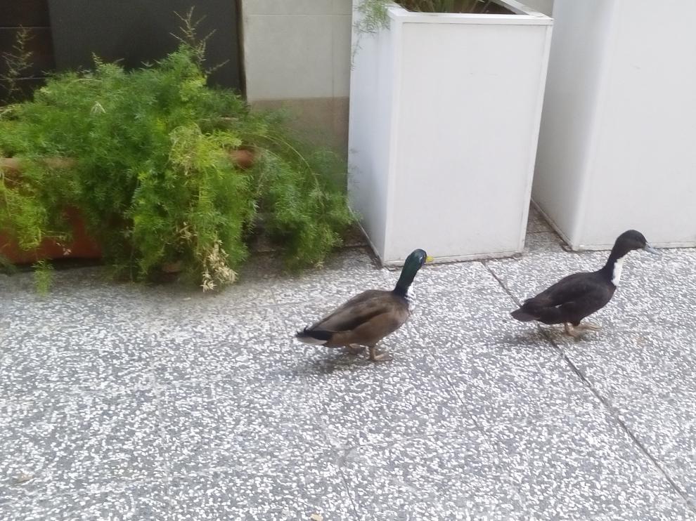 Los patos por el Coso de Zaragoza