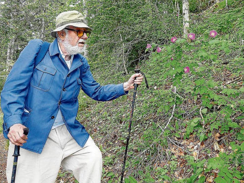 Pedro Monserrat, en un subida al Oroel, contemplando rosas alpinas
