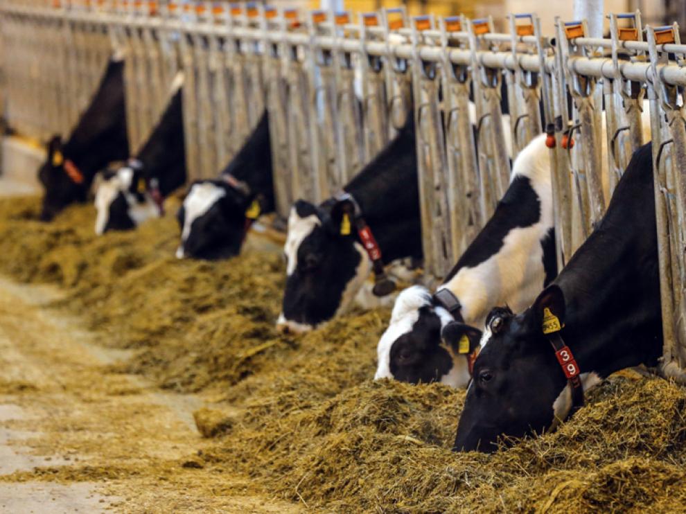En la vaquería de Noviercas, Valle de Odieta quiere invertir 95 millones de euros para crear 250 empleos.