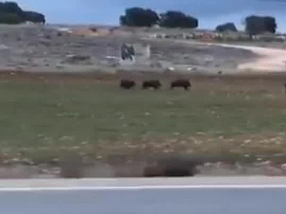 Orín de lobos de Alaska para evitar accidentes de tráfico en Cantabria.