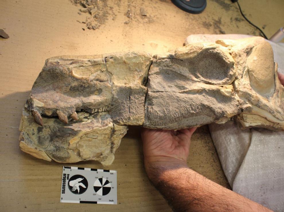 Restos del nuevo dinosaurio hallado por el equipo de la Universidad de Zaragoza
