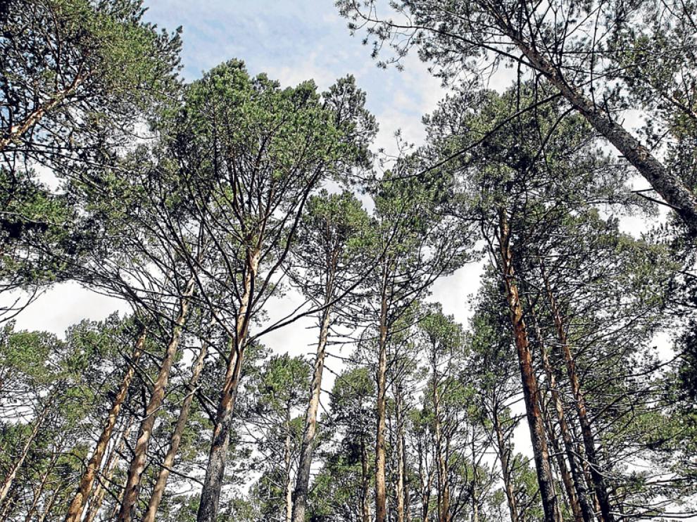 La mayor parte de la superficie certificada es de monte de utilidad pública.
