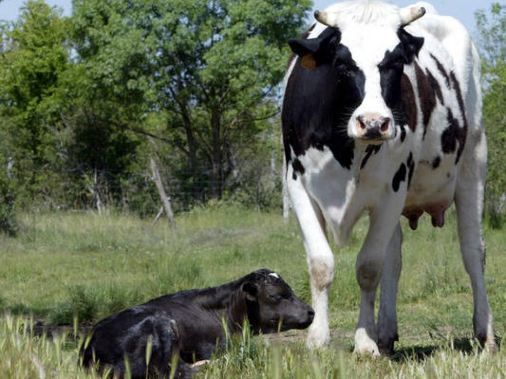 Quien Se Ocupa De Los Animales De Granja Cuando No Son Aptos Para El Consumo Noticias De Aragon En Heraldo Es