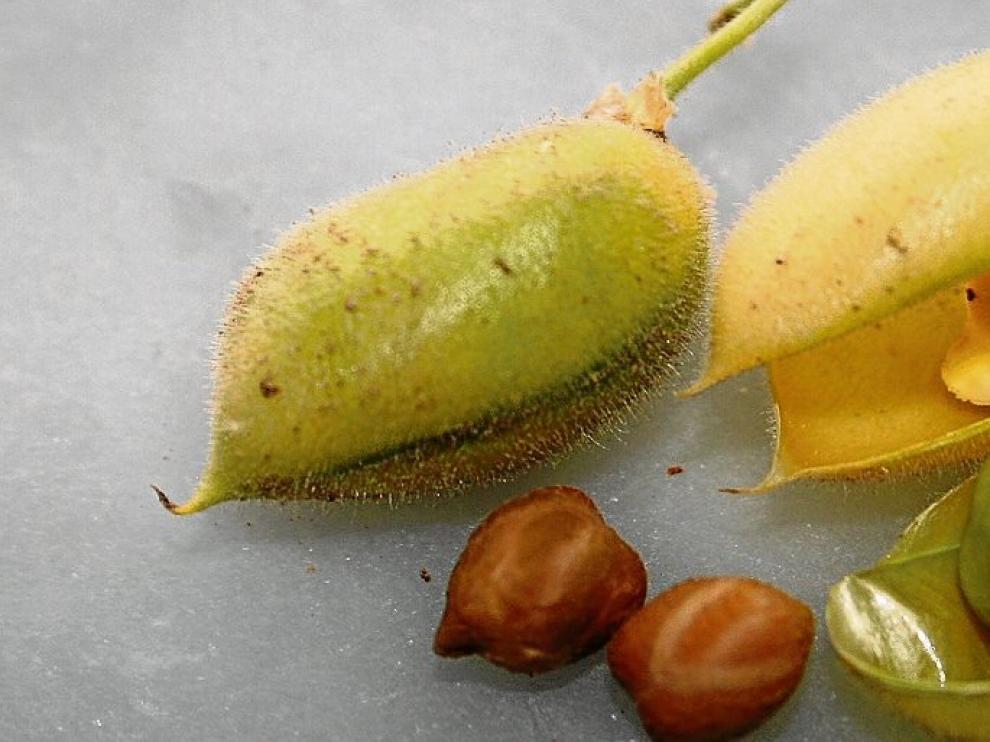 Garbanzos.