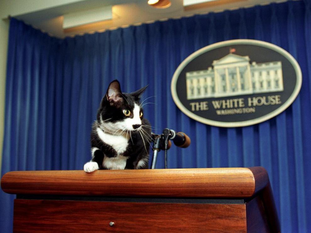 Socks, la mascota de los Clinton que dio fecha al Día Internacional del Gato.