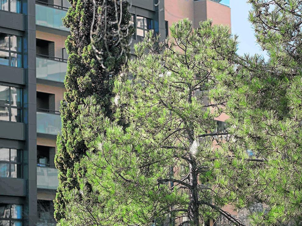 Nidos de procesionaria en uno de los árboles del barrio de Las Fuentes.