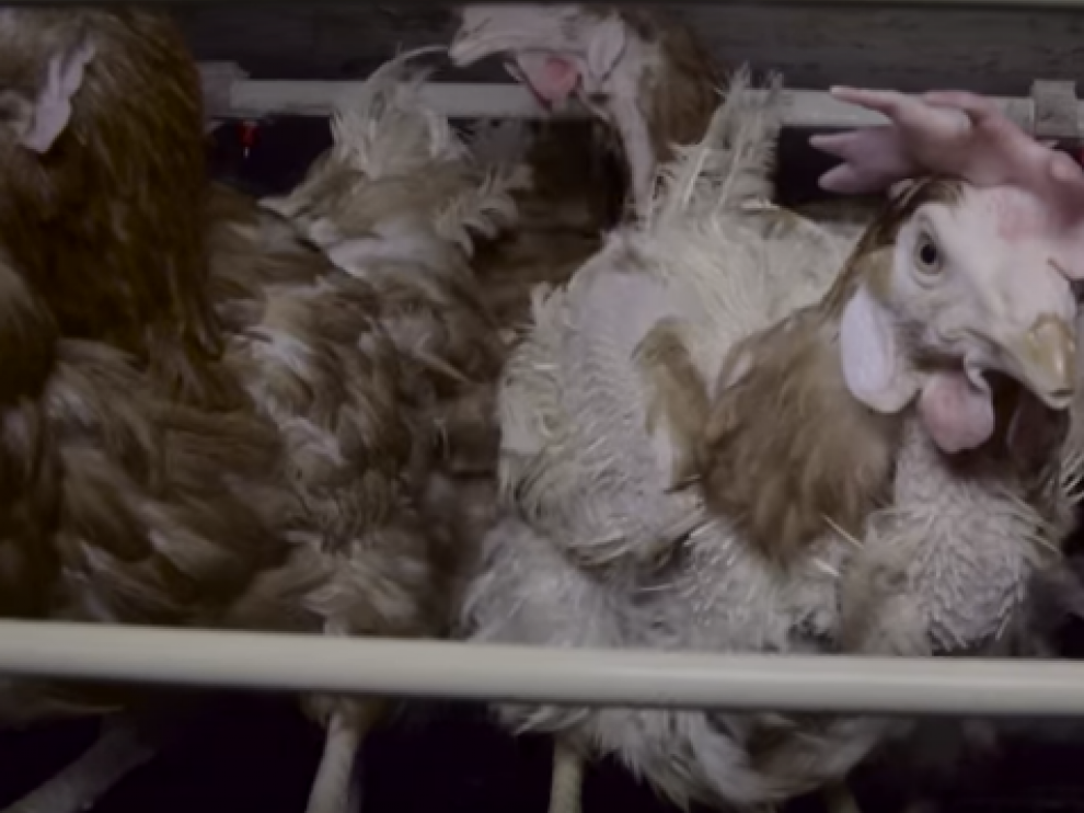 Imagen del vídeo publicado por Igualdad Animal.